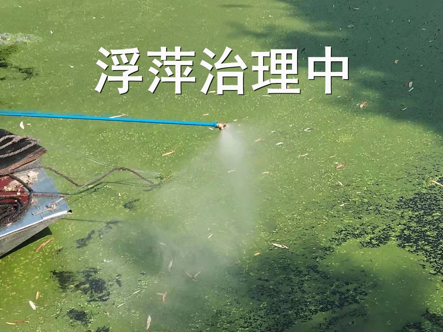 河湖浮萍治理改善水质