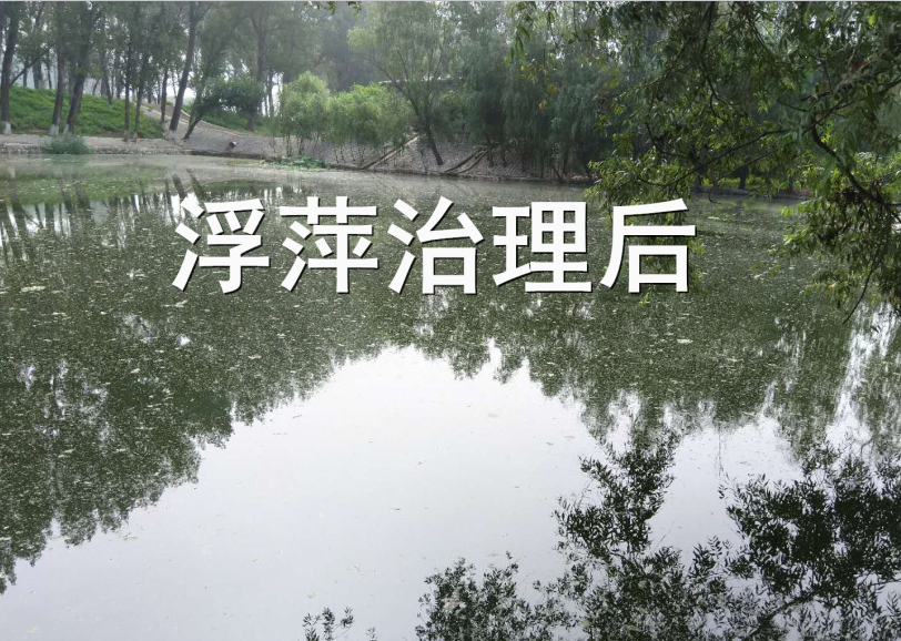 浮萍一泼灵无人机喷洒