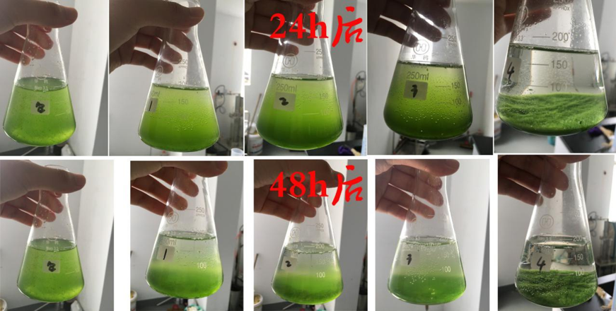 锁磷剂使用图片4-20250115.png